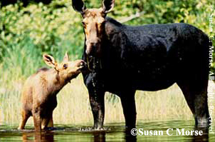 Moose cow with calf standing in water
